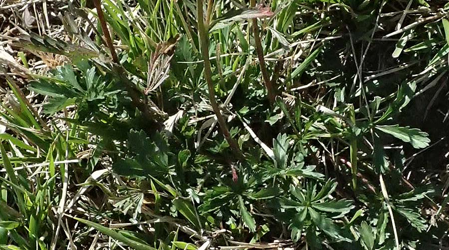 Potentilla pedata \ Langhaar-Fingerkraut, Fublttriges Fingerkraut / Long-Haired Cinquefoil, I Liguria, Borzonasca 29.9.2023