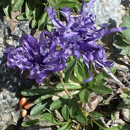 Phyteuma globulariifolium subsp. pedemontanum \ Piemonteser Teufelskralle / Piemont Rampion, I Stilfser Joch / Passo dello Stelvio 7.7.2026