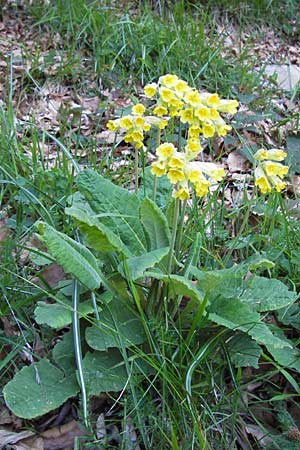 Primula veris \ Frhlings-Schlsselblume, Wiesen-Schlsselblume / Cow's-Lip, I Liguria, Molini di Triora 26.5.2013