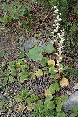 Pyrola rotundifolia \ Rundbl�ttriges Wintergr�n / Round-Leaved Wintergreen, I Lago di Cancano 10.7.2026