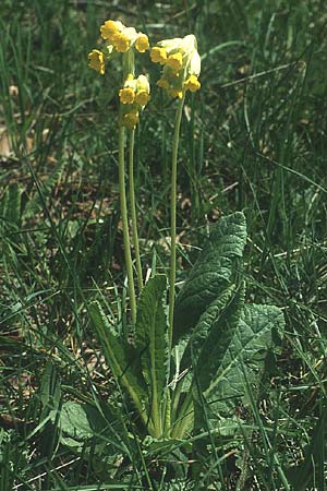 Primula veris \ Frhlings-Schlsselblume, Wiesen-Schlsselblume / Cow's-Lip, I Monte Baldo 10.5.1986