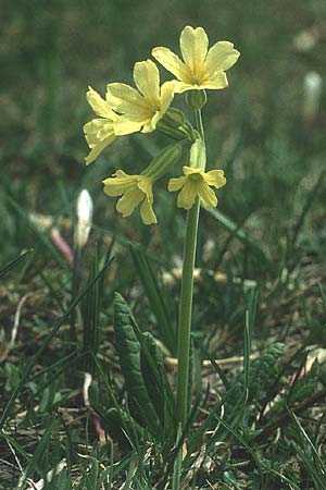 Primula elatior \ Hohe Schlsselblume, Wald-Primel / Ox-lip, I Monte Baldo 10.5.1986