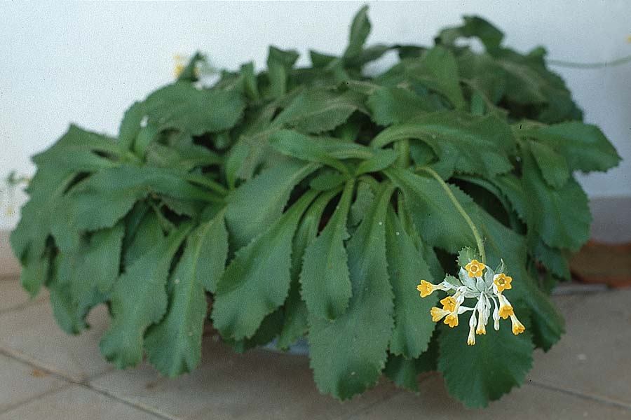 Primula palinuri \ Palinuro-Primel / Palinuro Primrose, I Cilento,  Palinuro 16.3.2002