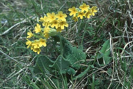 Primula elatior \ Hohe Schlsselblume, Wald-Primel / Ox-lip, I Campo Imperatore 22.5.2005