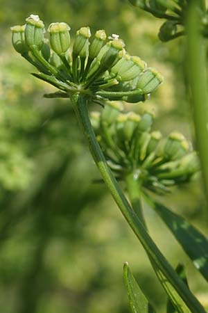 Petroselinum crispum \ Petersilie / Parsley, I Iseosee, Sulzano 8.6.2017