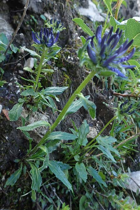 Phyteuma sieberi \ Dolomiten-Teufelskralle, Siebers Teufelskralle / Sieber's Rampion, I Prags,  Weißlahnsattel 6.7.2022