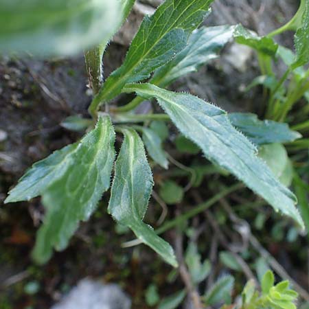 Phyteuma sieberi \ Dolomiten-Teufelskralle, Siebers Teufelskralle / Sieber's Rampion, I Prags,  Weißlahnsattel 6.7.2022