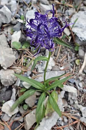 Phyteuma scheuchzeri subsp. scheuchzeri \ Horn-Teufelskralle / Oxford Rampion, I Lago di Cancano 10.7.2026