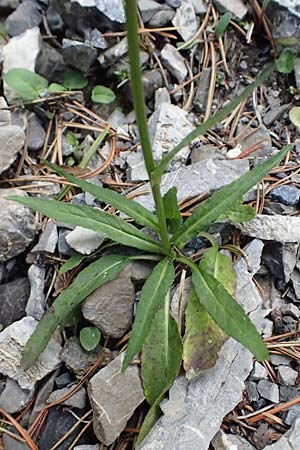 Phyteuma scheuchzeri subsp. scheuchzeri \ Horn-Teufelskralle / Oxford Rampion, I Lago di Cancano 10.7.2026