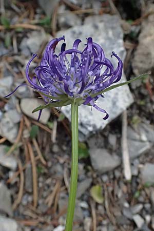 Phyteuma scheuchzeri subsp. scheuchzeri \ Horn-Teufelskralle / Oxford Rampion, I Lago di Cancano 10.7.2026