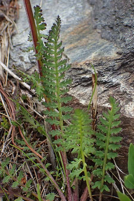 Pedicularis tuberosa / Long-Beaked Yellow Lousewort, I Passo di Gavia 6.7.2026