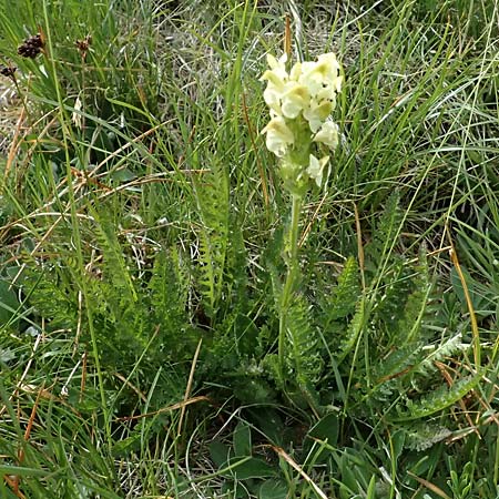 Pedicularis tuberosa / Long-Beaked Yellow Lousewort, I Passo di Gavia 6.7.2026