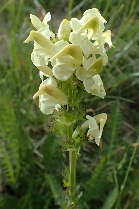 Pedicularis tuberosa / Long-Beaked Yellow Lousewort, I Passo di Gavia 6.7.2026