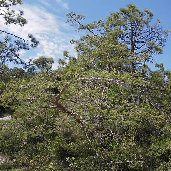 Pinus uncinata \ Haken-Kiefer, Spirke / Dwarf Mountain Pine, I Finale Ligure 22.5.2013