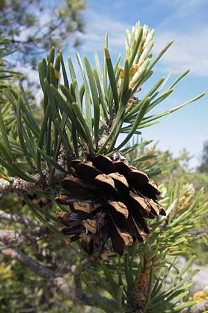 Pinus uncinata \ Haken-Kiefer, Spirke / Dwarf Mountain Pine, I Finale Ligure 22.5.2013