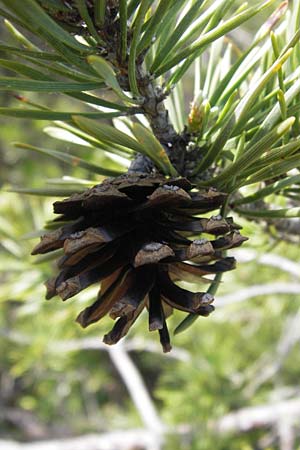 Pinus uncinata \ Haken-Kiefer, Spirke / Dwarf Mountain Pine, I Finale Ligure 22.5.2013