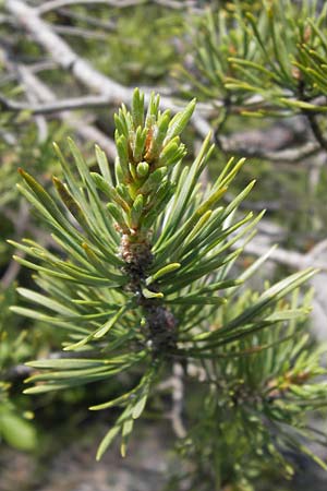 Pinus uncinata \ Haken-Kiefer, Spirke / Dwarf Mountain Pine, I Finale Ligure 22.5.2013