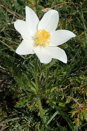 Pulsatilla alpina subsp. austroalpina \ S&uuml;dliche Alpen-Kuhschelle / Southern Alpine Pasque-Flower, I Alpi Bergamasche, Pizzo Arera 9.6.2017