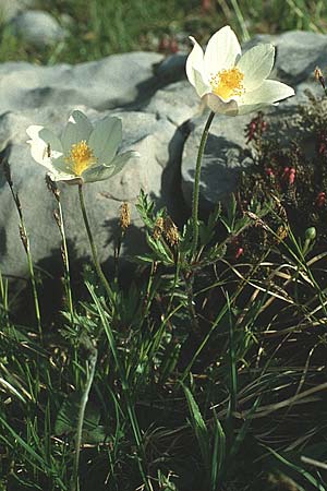 Pulsatilla alpina subsp. austroalpina \ S&uuml;dliche Alpen-Kuhschelle / Southern Alpine Pasque-Flower, I Tremalzo 3.6.1988