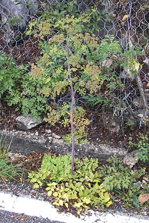 Peucedanum verticillare \ Riesen-Haarstrang, Quirliger Haarstrang / Giant Hog's Fennel, I Sant' Anna d'Alfaedo 31.7.2011