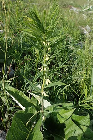 Polygonatum verticillatum \ Quirlblttrige Weiwurz / Whorled Solomon's Seal, I Alpi Bergamasche, Pizzo Arera 9.6.2017