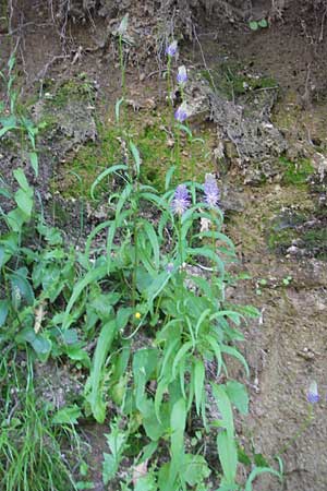 Phyteuma scorzonerifolium \ Schwarzwurzelblttrige Teufelskralle / Scorzonera-Leaved Rampion, I Albisola 22.5.2010