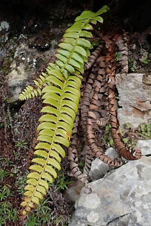 Polystichum lonchitis \ Lanzen-Schildfarn / Northern Holly Fern, I Alpi Bergamasche, Pizzo Arera 9.6.2017