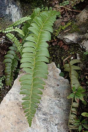 Polystichum lonchitis \ Lanzen-Schildfarn / Northern Holly Fern, I Alpi Bergamasche, Pizzo Arera 9.6.2017