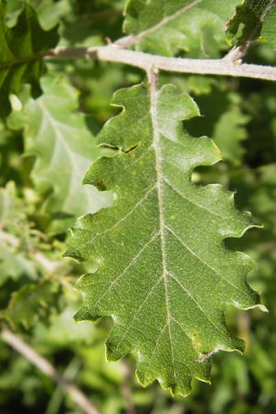 Quercus dalechampii \ Dalechamps Eiche / Dalechamp's Oak, I Liguria, Zuccarello 19.5.2013