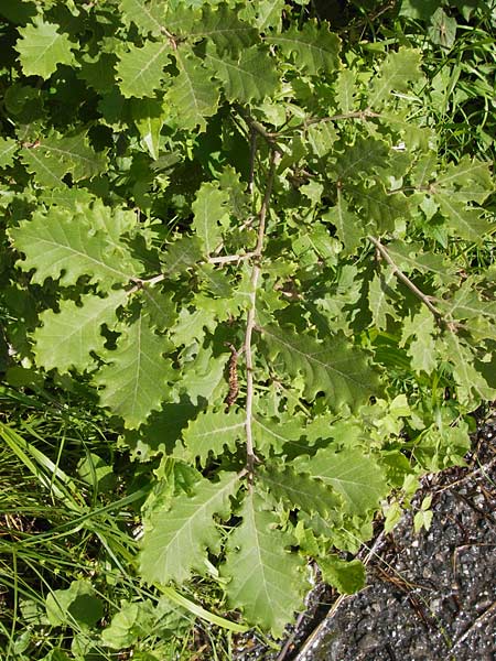 Quercus dalechampii \ Dalechamps Eiche / Dalechamp's Oak, I Liguria, Zuccarello 19.5.2013