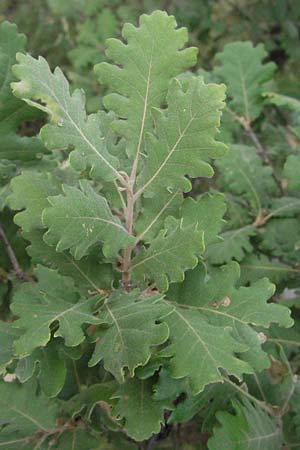 Quercus pubescens \ Flaum-Eiche / White Oak, I Passignano 1.6.2007