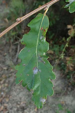Quercus pubescens \ Flaum-Eiche / White Oak, I Liguria, Moneglia 30.9.2023