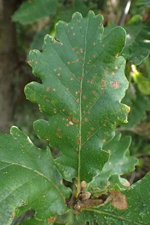 Quercus pubescens \ Flaum-Eiche / White Oak, I Liguria, Moneglia 30.9.2023