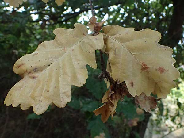 Quercus pubescens \ Flaum-Eiche / White Oak, I Liguria, Moneglia 30.9.2023