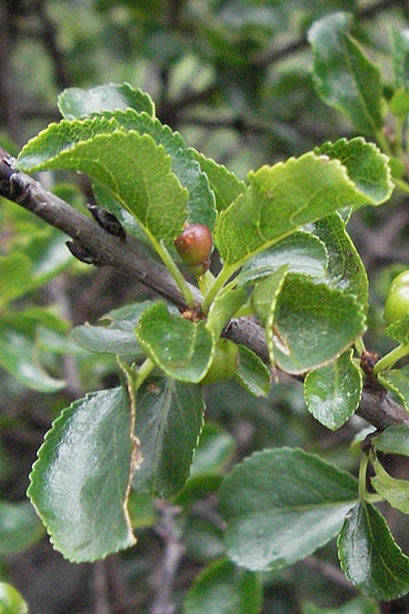 Rhamnus saxatilis subsp. infectoria \ Kreuzdorn / Buckthorn, I Gole del Salinello bei/near Ripe 6.6.2007