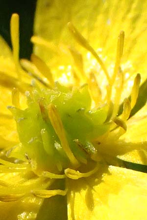 Ranunculus aduncus \ Haken-Hahnenfu / Hooked Buttercup, I Liguria, Monte Beigua 2.10.2023