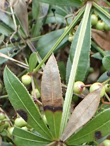 Rubia peregrina \ Wilde Rte / Wild Madder, I Liguria, Levanto 4.10.2023