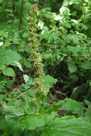 Rumex alpestris \ Berg-Sauerampfer / Mountain Dock, I Monti Sibillini 8.6.2007