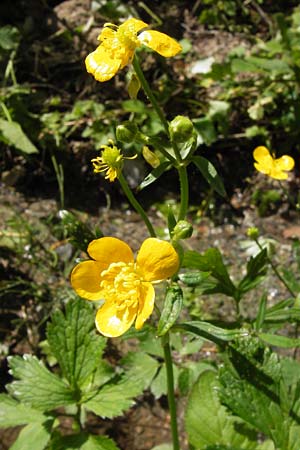 Ranunculus nemorosus ? \ Hain-Hahnenfu / Wood Buttercup, I Liguria, Zuccarello 19.5.2013