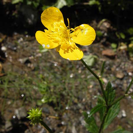 Ranunculus nemorosus ? \ Hain-Hahnenfu / Wood Buttercup, I Liguria, Zuccarello 19.5.2013