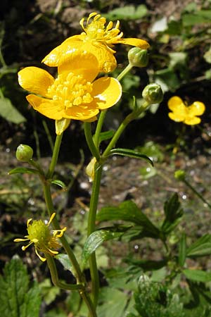Ranunculus nemorosus ? \ Hain-Hahnenfu / Wood Buttercup, I Liguria, Zuccarello 19.5.2013
