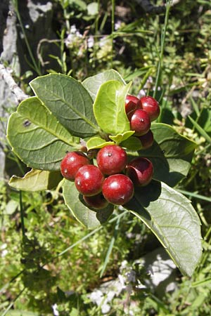 Rhamnus alaternus \ Stechpalmen-Kreuzdorn, Immergr�ner Kreuzdorn / Italian Buckthorn, Evergreen Buckthorn, I Liguria, Toirano 20.5.2013