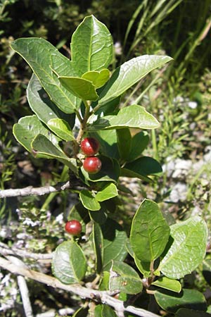 Rhamnus alaternus \ Stechpalmen-Kreuzdorn, Immergr�ner Kreuzdorn / Italian Buckthorn, Evergreen Buckthorn, I Liguria, Toirano 20.5.2013