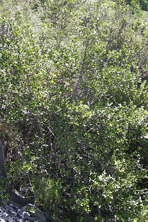 Rhamnus alaternus \ Stechpalmen-Kreuzdorn, Immergr�ner Kreuzdorn / Italian Buckthorn, Evergreen Buckthorn, I Liguria, Toirano 20.5.2013