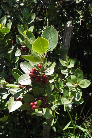 Rhamnus alaternus \ Stechpalmen-Kreuzdorn, Immergr�ner Kreuzdorn / Italian Buckthorn, Evergreen Buckthorn, I Finale Ligure 22.5.2013