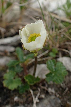 Ranunculus alpestris \ Alpen-Hahnenfu / Alpine Buttercup, I Alpi Bergamasche, Pizzo Arera 9.6.2017