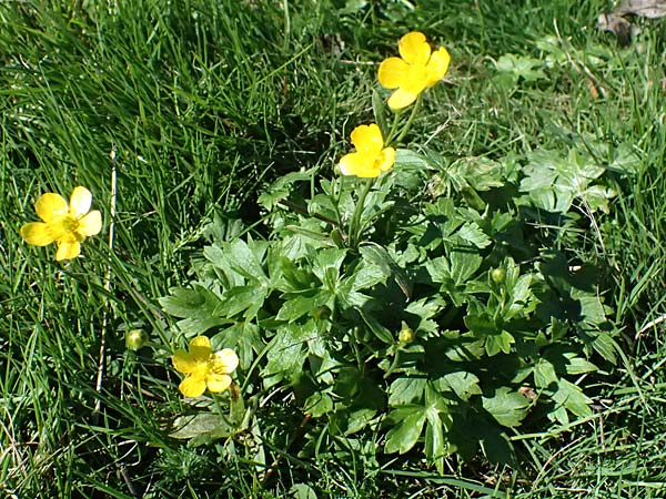 Ranunculus aduncus \ Haken-Hahnenfu / Hooked Buttercup, I Liguria, Monte Beigua 2.10.2023