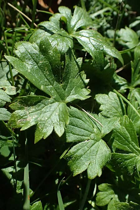 Ranunculus aduncus \ Haken-Hahnenfu / Hooked Buttercup, I Liguria, Monte Beigua 2.10.2023