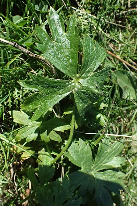 Ranunculus aduncus \ Haken-Hahnenfu / Hooked Buttercup, I Liguria, Monte Beigua 2.10.2023