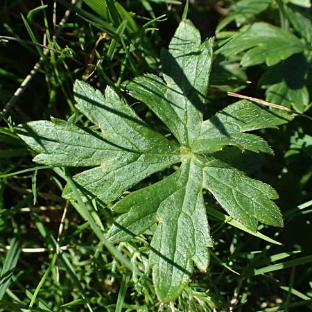 Ranunculus aduncus \ Haken-Hahnenfu / Hooked Buttercup, I Liguria, Monte Beigua 2.10.2023